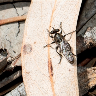 Unidentified Wasp (Hymenoptera, Apocrita) at Bruce, ACT - 15 Oct 2024 by AlisonMilton