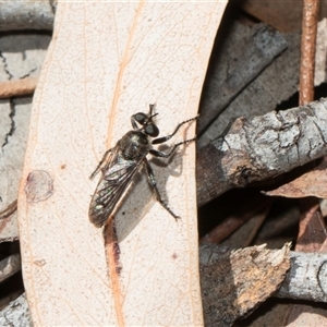 Bromotheres australis at Bruce, ACT - 16 Oct 2024 10:33 AM