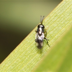 Unverified Insect at Bruce, ACT - 16 Oct 2024 by AlisonMilton