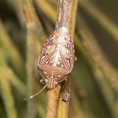 Unidentified Shield, Stink or Jewel Bug (Pentatomoidea) at Bruce, ACT - 15 Oct 2024 by AlisonMilton