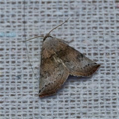 Mataeomera mesotaenia (Large Scale Moth) at Harrison, ACT - 4 Nov 2024 by DPRees125