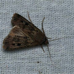 Agrotis infusa (Bogong Moth, Common Cutworm) at Harrison, ACT - 4 Nov 2024 by DPRees125