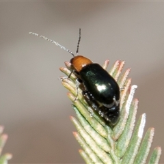 Adoxia benallae (Leaf beetle) at Bruce, ACT - 16 Oct 2024 by AlisonMilton