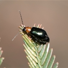 Adoxia benallae at Bruce, ACT - 16 Oct 2024 10:28 AM