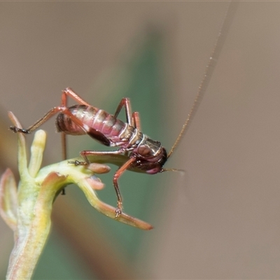 Torbia viridissima at Bruce, ACT - 16 Oct 2024 by AlisonMilton