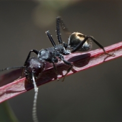 Camponotus suffusus (Golden-tailed sugar ant) at Bruce, ACT - 16 Oct 2024 by AlisonMilton