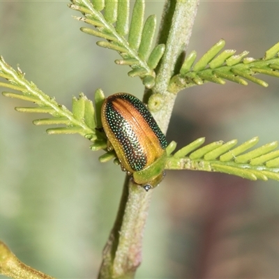 Calomela vittata (Acacia leaf beetle) at Bruce, ACT - 15 Oct 2024 by AlisonMilton