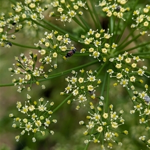 Mordellidae (family) at North Albury, NSW - suppressed