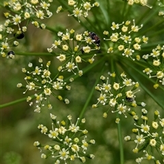 Mordellidae (family) at North Albury, NSW - suppressed