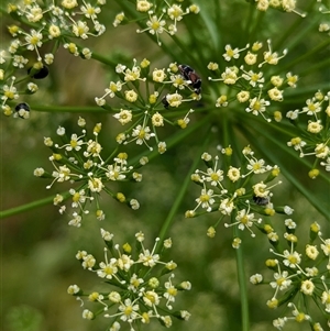 Mordellidae (family) at North Albury, NSW - suppressed