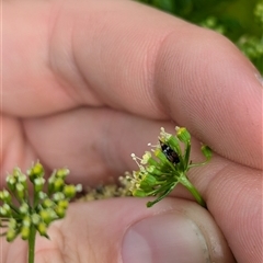 Mordellidae (family) at North Albury, NSW - suppressed