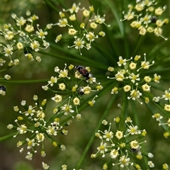 Mordellidae (family) at North Albury, NSW - suppressed