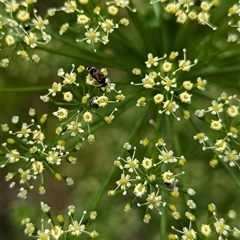 Mordellidae (family) at North Albury, NSW - suppressed