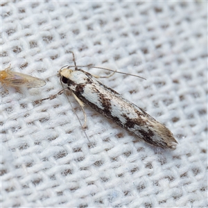 Eusemocosma pruinosa at Harrison, ACT - 3 Nov 2024 09:39 PM