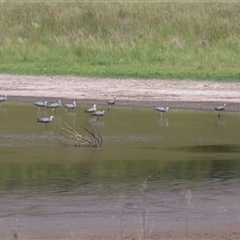 Egretta novaehollandiae at Bungendore, NSW - 3 Nov 2024 10:50 AM