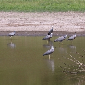 Egretta novaehollandiae at Bungendore, NSW - 3 Nov 2024