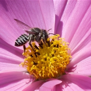 Megachile (Eutricharaea) sp. (genus & subgenus) at Murrumbateman, NSW - 2 Nov 2024