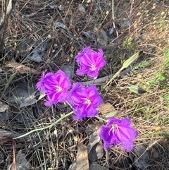 Thysanotus patersonii (Twining Fringe Lily) at Glenroy, NSW - 5 Nov 2024 by SandyC