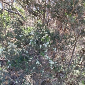 Melaleuca ericifolia (Swamp Paperbark) at Bakers Beach, TAS by LyndalT