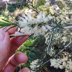 Melaleuca ericifolia at Bakers Beach, TAS - 5 Nov 2024 02:59 PM