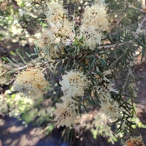 Melaleuca ericifolia at Bakers Beach, TAS - 5 Nov 2024 02:59 PM