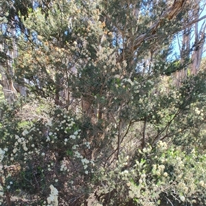 Melaleuca ericifolia at Bakers Beach, TAS - 5 Nov 2024 02:59 PM