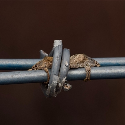 Gonipterus sp. (genus) (Eucalyptus Weevil) at Murrumbateman, NSW - 12 Oct 2024 by amiessmacro