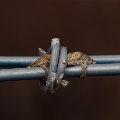 Gonipterus sp. (genus) (Eucalyptus Weevil) at Murrumbateman, NSW - 12 Oct 2024 by amiessmacro