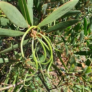 Acacia longifolia subsp. sophorae at Bakers Beach, TAS - 5 Nov 2024