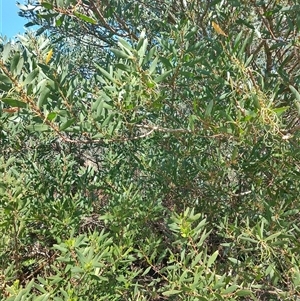 Acacia longifolia subsp. sophorae at Bakers Beach, TAS - 5 Nov 2024