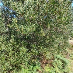 Acacia longifolia subsp. sophorae at Bakers Beach, TAS - 5 Nov 2024