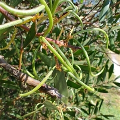 Acacia longifolia subsp. sophorae at Bakers Beach, TAS - 5 Nov 2024