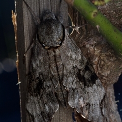 Psilogramma casuarinae at Murrumbateman, NSW - 26 Mar 2024 by amiessmacro