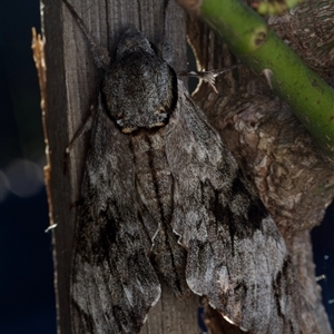 Psilogramma casuarinae at Murrumbateman, NSW - suppressed