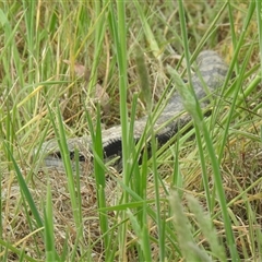 Tiliqua scincoides scincoides (Eastern Blue-tongue) at Kambah, ACT - 5 Nov 2024 by LineMarie