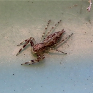 Helpis sp. (genus) at Goulburn, NSW - 20 Sep 2024