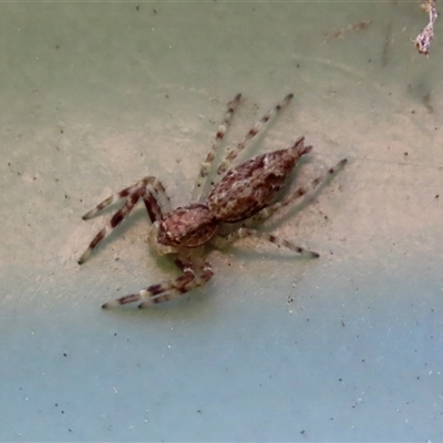 Helpis sp. (genus) (Unidentified Bronze Jumping Spider) at Goulburn, NSW - 20 Sep 2024 by glbn1