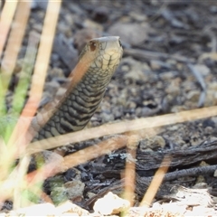 Pseudonaja textilis (Eastern Brown Snake) at Kambah, ACT - 5 Nov 2024 by LineMarie