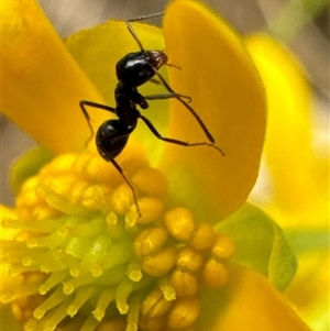 Iridomyrmex sp. (genus) at Aranda, ACT - 4 Nov 2024