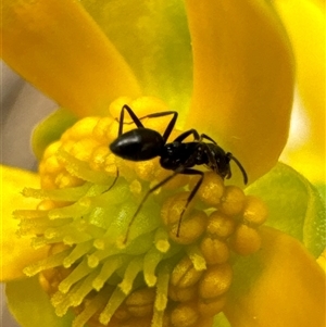 Iridomyrmex sp. (genus) at Aranda, ACT - 4 Nov 2024