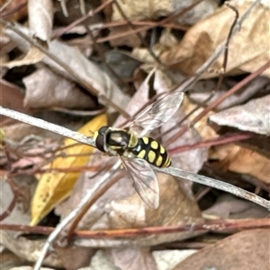 Simosyrphus grandicornis at Aranda, ACT - 4 Nov 2024