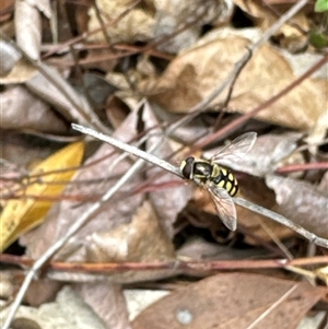 Simosyrphus grandicornis at Aranda, ACT - 4 Nov 2024