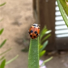 Hippodamia variegata (Spotted Amber Ladybird) at Aranda, ACT - 4 Nov 2024 by Jubeyjubes