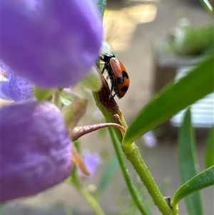 Hippodamia variegata at Aranda, ACT - 4 Nov 2024