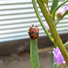 Hippodamia variegata at Aranda, ACT - 4 Nov 2024