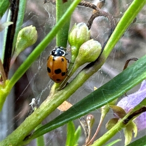 Hippodamia variegata at Aranda, ACT - 4 Nov 2024