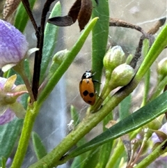 Hippodamia variegata at Aranda, ACT - 4 Nov 2024