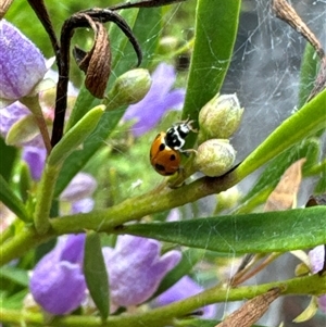 Hippodamia variegata at Aranda, ACT - 4 Nov 2024