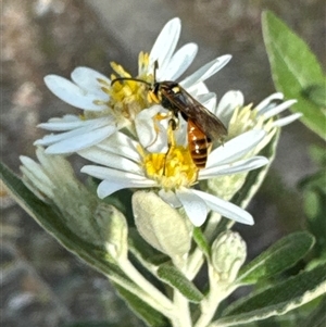 Labium sp. (genus) at Aranda, ACT - 4 Nov 2024