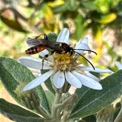 Labium sp. (genus) at Aranda, ACT - 4 Nov 2024